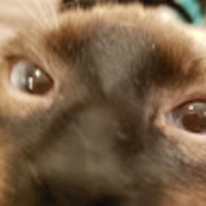 Meet your Posher, Shannon